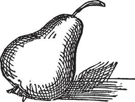 Pear vintage illustration. vector