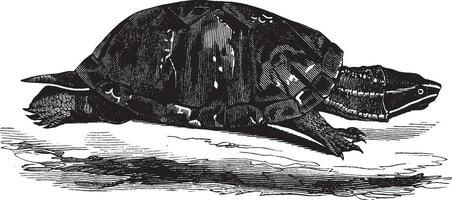 Musk tortoise, vintage illustration. vector