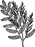 Osmunda vintage illustration. vector