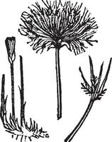 Cyperus, papyrus, Plants, Egypt, sedge, hair vintage illustration. vector