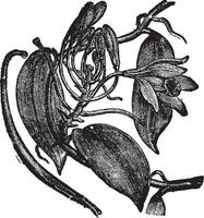 Vanilla Planifolia vintage illustration. vector