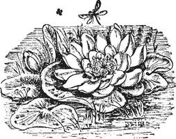 Water Lily vintage illustration. vector