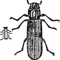 Lyctus beetle, vintage engraving. vector