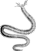 Nereididae or Ragworm, vintage engraving. vector