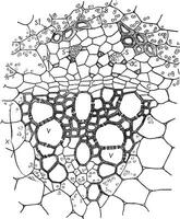 Vascular Bundle vintage illustration. vector