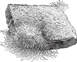 mucor, un común molde Clásico ilustración. vector