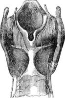 Arytenoid cartilage, vintage engraving. vector