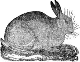 Hare, vintage engraving. vector