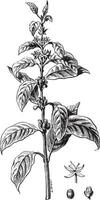 Twig flower coffee and fruit, vintage engraving. vector