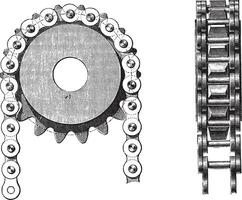 Galle chain on his nuts, vintage engraving. vector