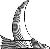 cuchilla miembro tiene cóncavo borde, Clásico grabado. vector