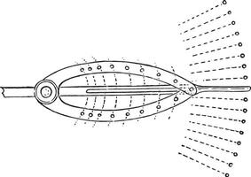 Double-sided circular regulator, vintage engraving. vector