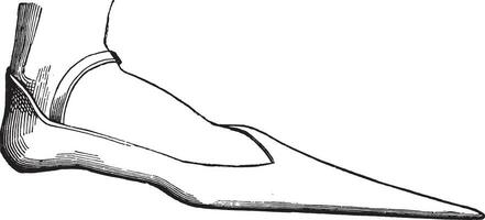 Shoes with pointed toes of a lord in the fourteenth century, vintage engraving. vector