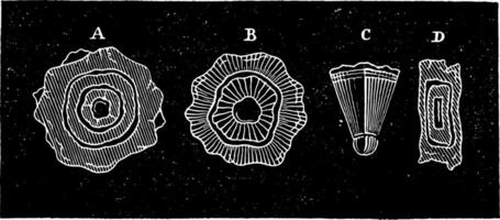 Cutting hailstones, vintage engraving. vector