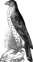 Cooper's Hawk or Accipiter Cooperi vintage illustration. vector