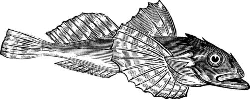 siluro pescado o acantocoto virginianus vector