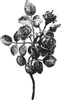 Wrought iron roses, executed in Mr. Favier workshop, vintage engraving. vector