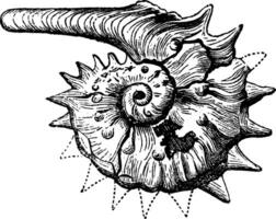 Ammonite fossil vintage engraving. vector