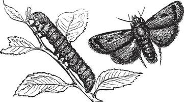 Turnip moth or agrotis segetum. Agrotide affectation. vector