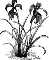 Amaryllis, belladonna lily or naked lady flower vintage engraving. vector