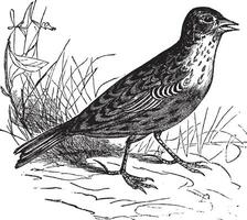 Skylark or Alauda arvensis vintage engraving. vector