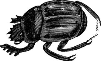 Scarab beetles or Ateuchus aegyptiorum . Vintage engraving vector