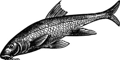 Barbus barbus or Common Barbel. Vintage engraving. vector