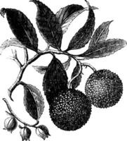 Strawberry Tree or Madrono vintage engraving vector