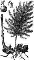 Asparagus or Asparagus officinalis old engraving. vector