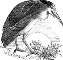 Night Heron or  Nycticorax nycticorax, Bird, North America, vintage engraving. vector