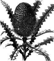 Showy Banksia vintage engraving vector