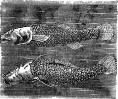 Northern cavefish or  Amblyopsis spelaea vintage engraving. vector