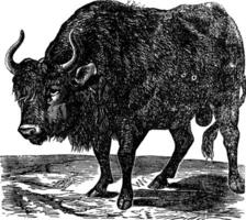 The American bison or American buffalo. Vintage engraving. vector