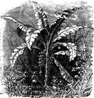 Banana tree or Musa acuminata, Musa balbisiana., vintage engraving vector