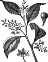 Camphrier officinal or Camphora officinarum vintage engraving vector