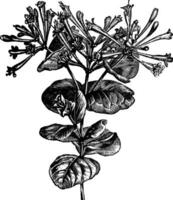 Trumpet Honeysuckle vintage engraving vector