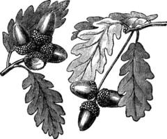 English Oak vintage engraving vector
