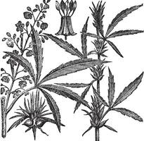 Hemp or Chanvre vintage engraving vector