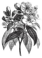 Rhexia superba, vintage engraving vector