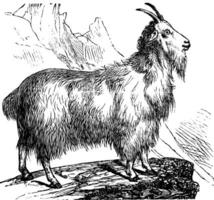 Wild Goat vintage engraving vector