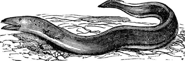 Conger Eel or Conger sp. vintage engraving vector