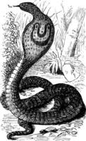 Indian Cobra or Spectacled Cobra or Naja naja vintage engraving vector