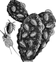 Mealybug or Pseudococcidae vintage engraving vector