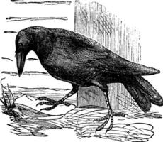 Raven or Corvus sp. vintage engraving vector