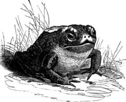 Common Toad or Bufo sp. vintage engraving vector