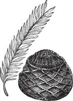 Sago Palm or King Sago Palm or Cycas revoluta, vintage engraving vector