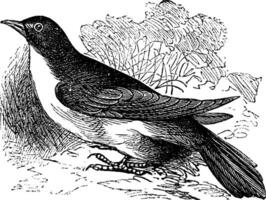 Yellow-billed Cuckoo or Rain Crow or Storm Crow or Coccyzus americanus vintage engraving vector