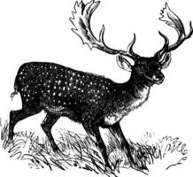 Fallow Deer or Dama dama, vintage engraving vector