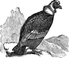 Andean Condor or Vultur gryphus vintage engraving vector