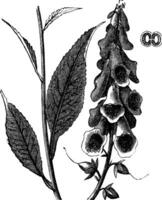 Purple Foxglove or Common Foxglove or Lady's Glove or Digitalis purpurea, vintage engraving vector